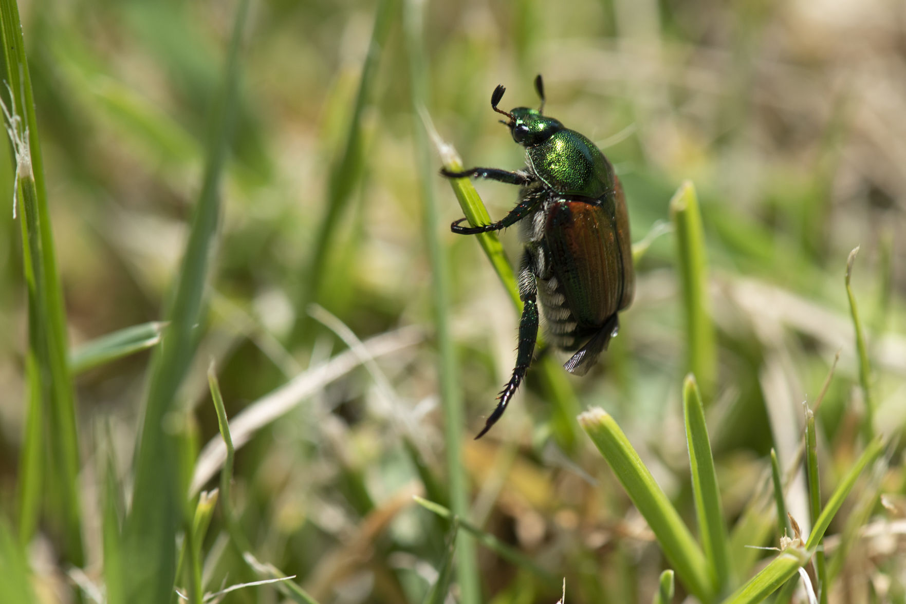 210722-yh-news-japanesebeetles-4.jpg